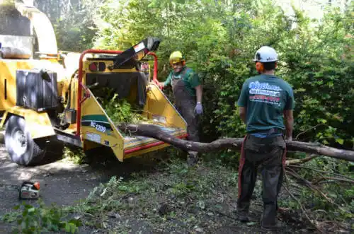 tree services Rome